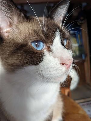 ねこ2