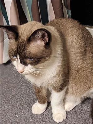 ねこ