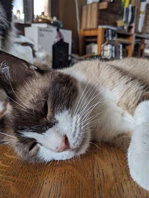 ねこ2
