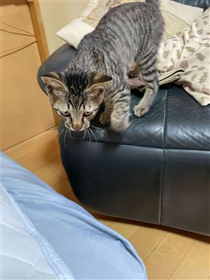 保護猫