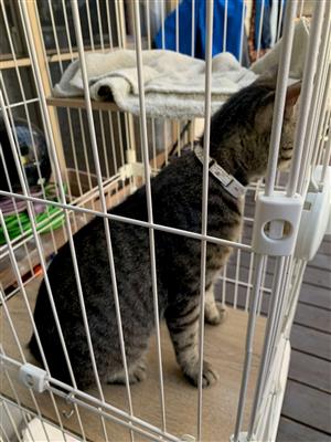 猫2