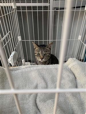 猫3