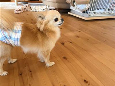 迷子犬