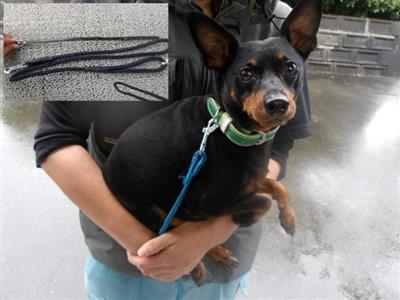 inu 