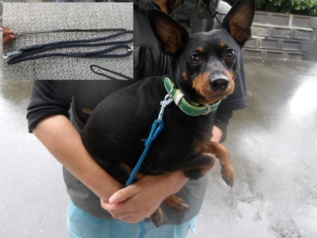 犬