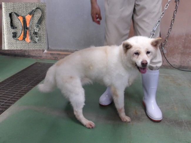 犬