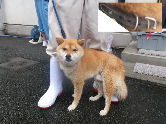 犬