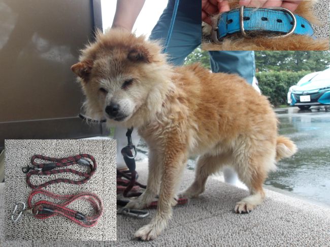 犬