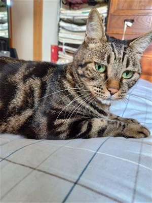 ねこ1