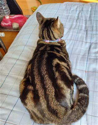 ねこ2