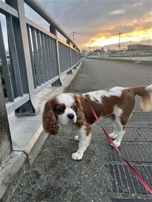 犬
