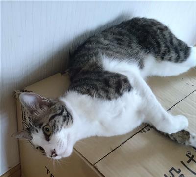 ねこ
