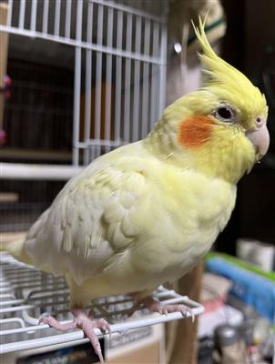 インコ1