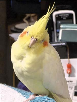 インコ2