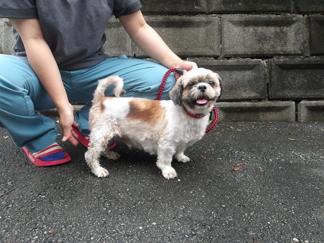 犬