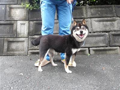 犬
