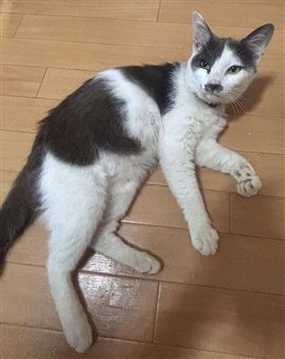 猫の写真