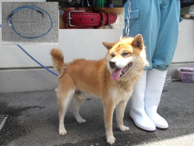 犬
