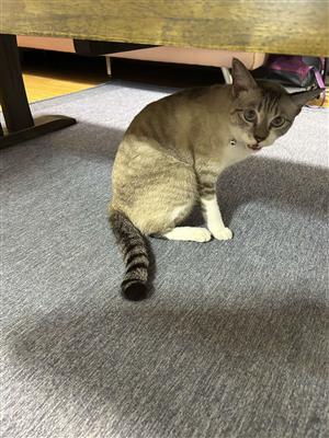 猫1