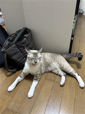 猫2