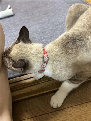 猫3