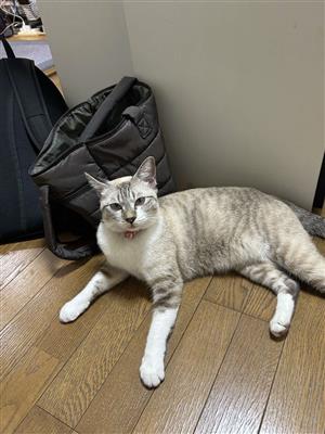 猫4