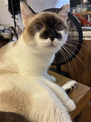 ねこ