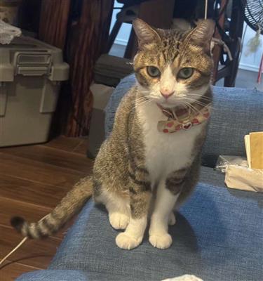 前田さん猫