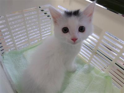 きのこ