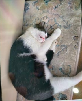 東区ねこ