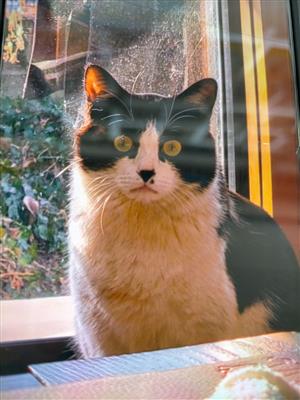 正面猫