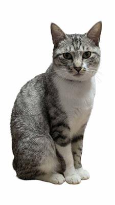 みふね猫