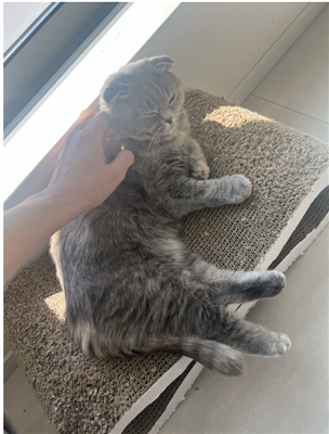 ねこ