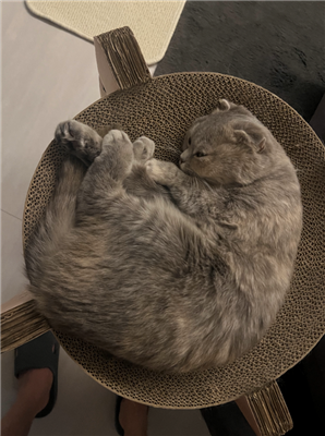 ねこ2
