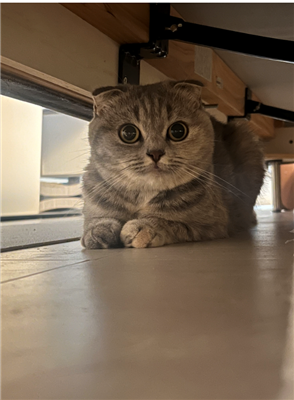 ねこ3