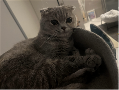 ねこ4