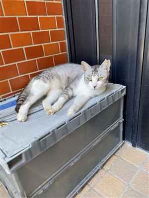 月出ねこ1