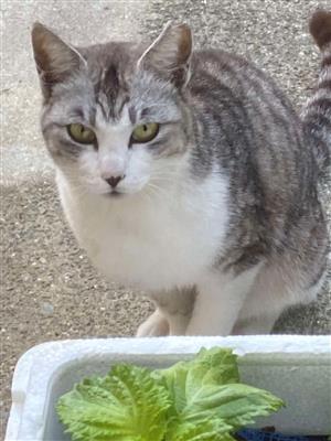 月出ねこ2