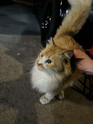 猫1