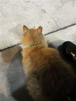 猫2