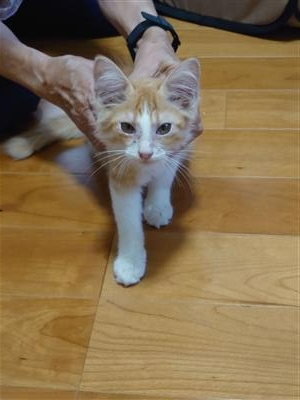 保護猫