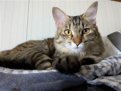 ねこ