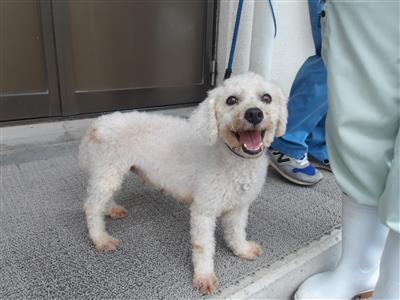 犬