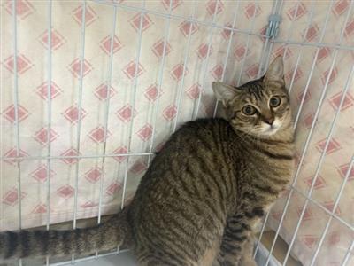 あつこ