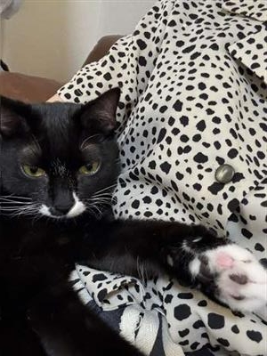 ねこ1