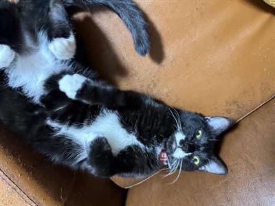 ねこ2