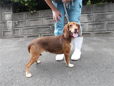 犬