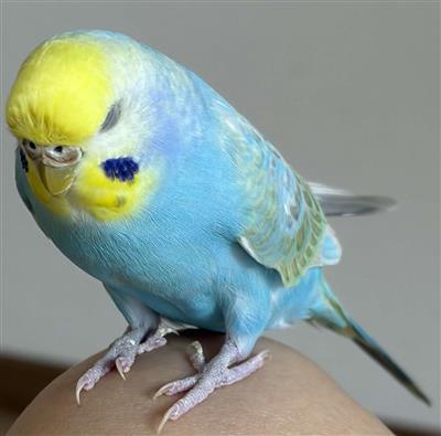 青インコ