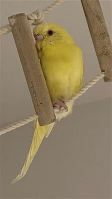 黄インコ