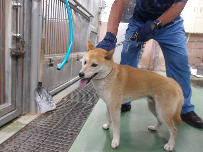 犬